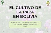 El Cultivo de Papa en Bolivia