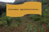 Presentacion sistemas agroforestales