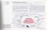 Cap­tulo 3 - Citoplasma