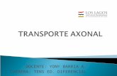 TRANSPORTE AXONAL