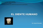 diente humano