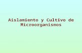 04Cultivo de Microorganismos