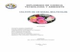 Informe Final Proyecto (Diplomado)de Rosas Multicolores1