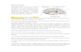 i.b.- Elementos de Neuroanatomía Para Neuropsicología y Síndromes Lobares