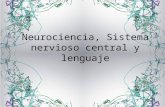 Neurociencia, Sistema nervioso central y lenguaje