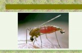 Diapositivas de Malaria Definitivo