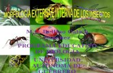 Morfología Ext. e Interna de Insectos