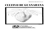 Guanaba 123