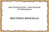 BACTERIA BRUCELLA.pptx
