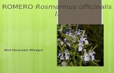 70161869 ROMERO Rosmarinus Officinalis l