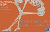 Osteologia del miembro inferior jose lb