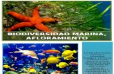 Biodiversidad Marina, Afloramiento