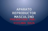 EXPOSICION APARATO REPRODUCTOR MASCULINO.pptx