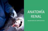 Anatomía Renal