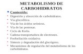 (02-OCT.14) 9.METABOLISMO_DE_CARBOHIDRATO_2004_IBIOQUIMICA[1]
