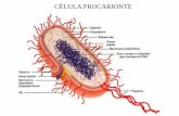 Presentacion celula
