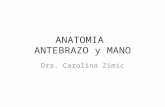 Anatomia Antebrazo Mano Zimic_OK