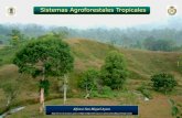 V.- Sistemas Agroforestales Tropicales