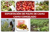 Copia de FINANCIAMIENTO DE NEGOCIOS DE EXPORTACION - PULPA DE CAMU CAMU.pptx