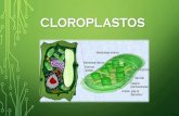 Cloroplastos exposicion