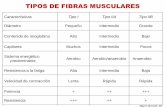6 Tipodefibrasmusculares 130212160322 Phpapp02