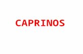 CAPRINOS - REPASO