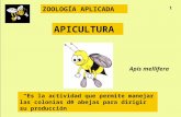 Apicultura Si Albinele Curs (9)