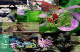 cartilla fauna y flora.docx