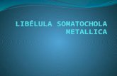 Libélula Somatochola Metallica. Guim