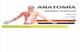 ANATOMÍA - Resumen Músculos - Miembro