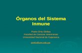 2 Organos Sistema Inmune