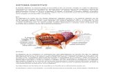 Resumen Fisiologia Del Sistema Digestivo
