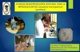 Avances en Biotecologia Aplicada Reproduccion Gamitana 2014