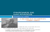 PINZONES DE GALAPAGOS.pptx