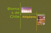 Biomas, Altiplano