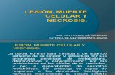 Lesion, Muerte Celular y Necrosis