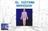 Biologia El Sistema Nervioso i 10de Abril 3m