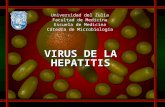 Taller de Hepatitis