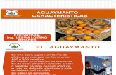 Caracteristicas Aguaymanto