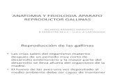 Anatomia y Fisiologia Aparato Reproductor Gallinas