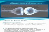 Glutamato y Aspartato