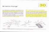 Guia de Lectura 5. Reino Fungi