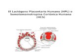 El Lactógeno Placentario Humano (HPL) y PREECLAMPSIA