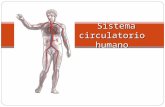 8-1 El Aparato Circulatorio-generalidades