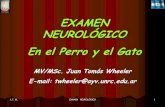 SEMIOLOGIA - Examen Neurologico - 1