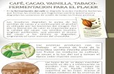 Café, Cacaco, Vainilla, Tabaco- Fermentacion