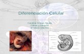 Diferencia c in Celular