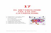 T17 Catabolisme 1112