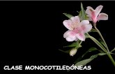 Clase 5 Monocotiledoneas Liliflorales Botanica II Agro 2012 (1)
