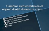 Cambios estructurales en el órgano dental durante la 2